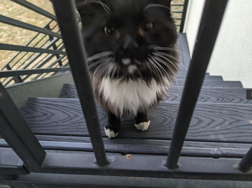 Frankie