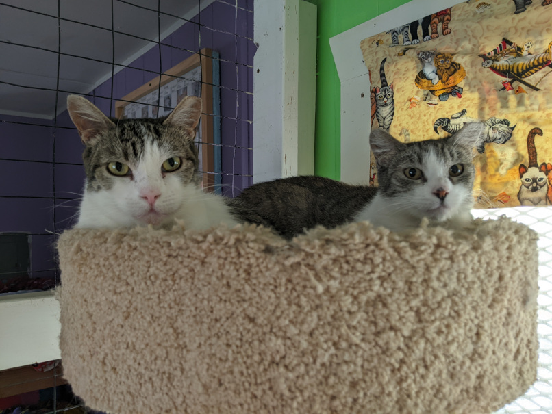 Sanctuary cats