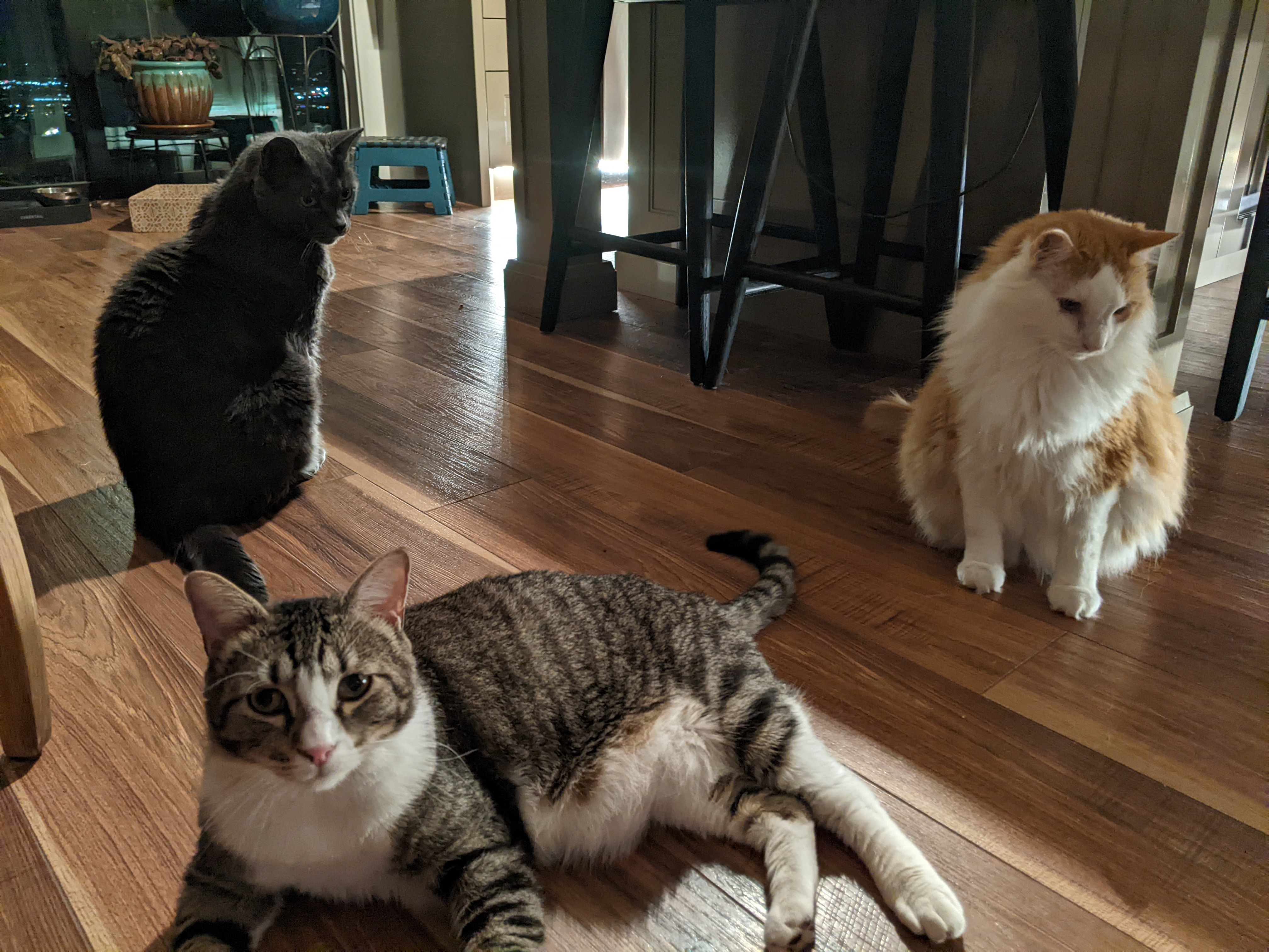 Spooky, Fluffy & Chip